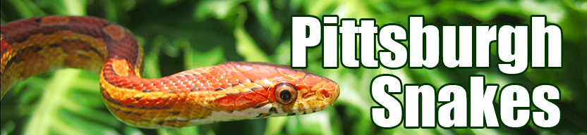 Pittsburgh snake